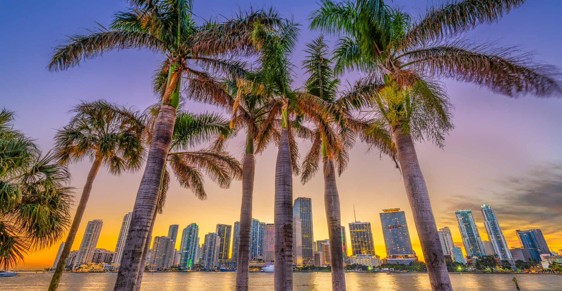 Florida skyline with palm trees